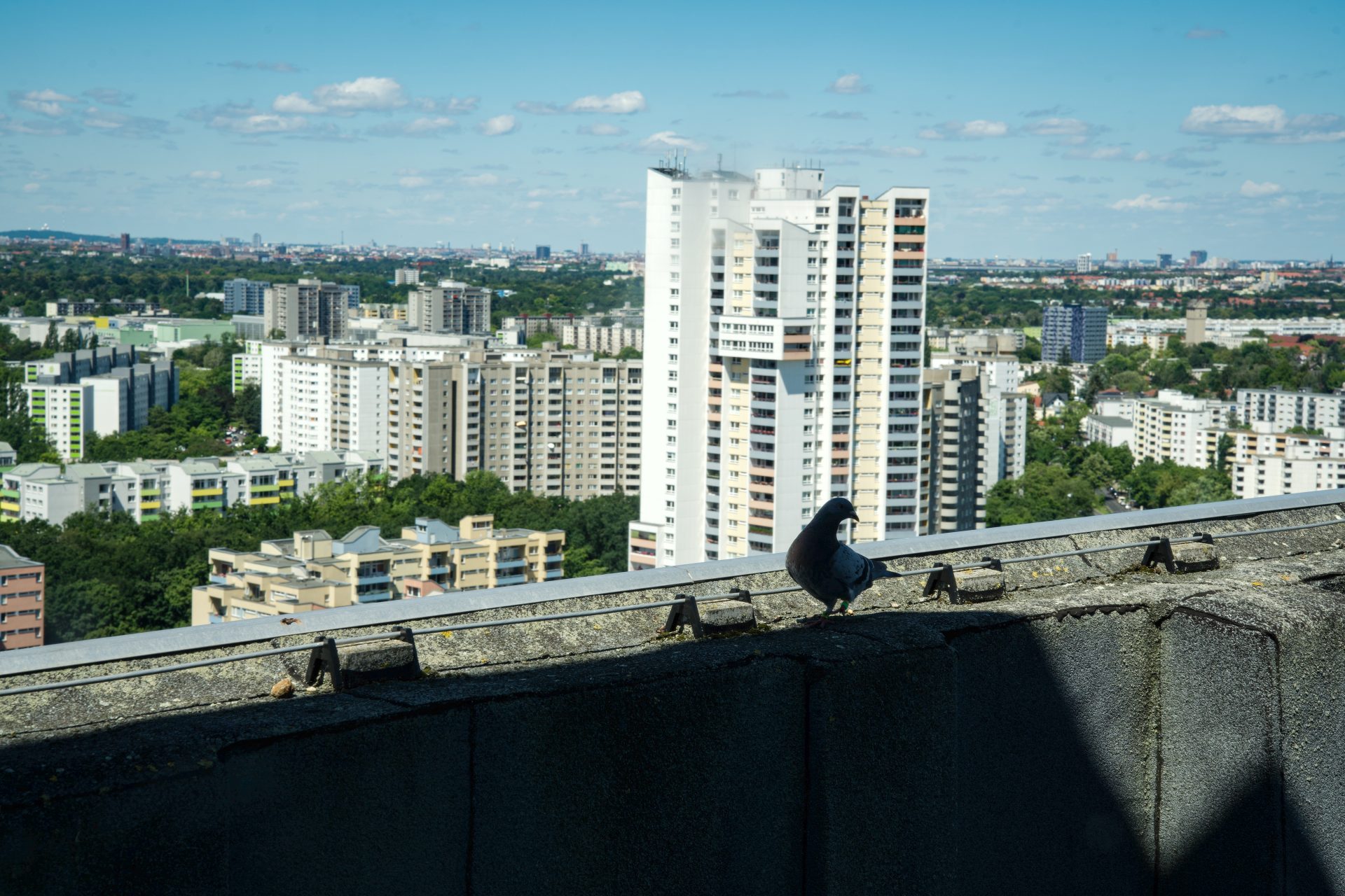 Taube auf einem Gebäudedach mit Blick auf die Stadt und Hochhäuser unter einem blauen Himmel.