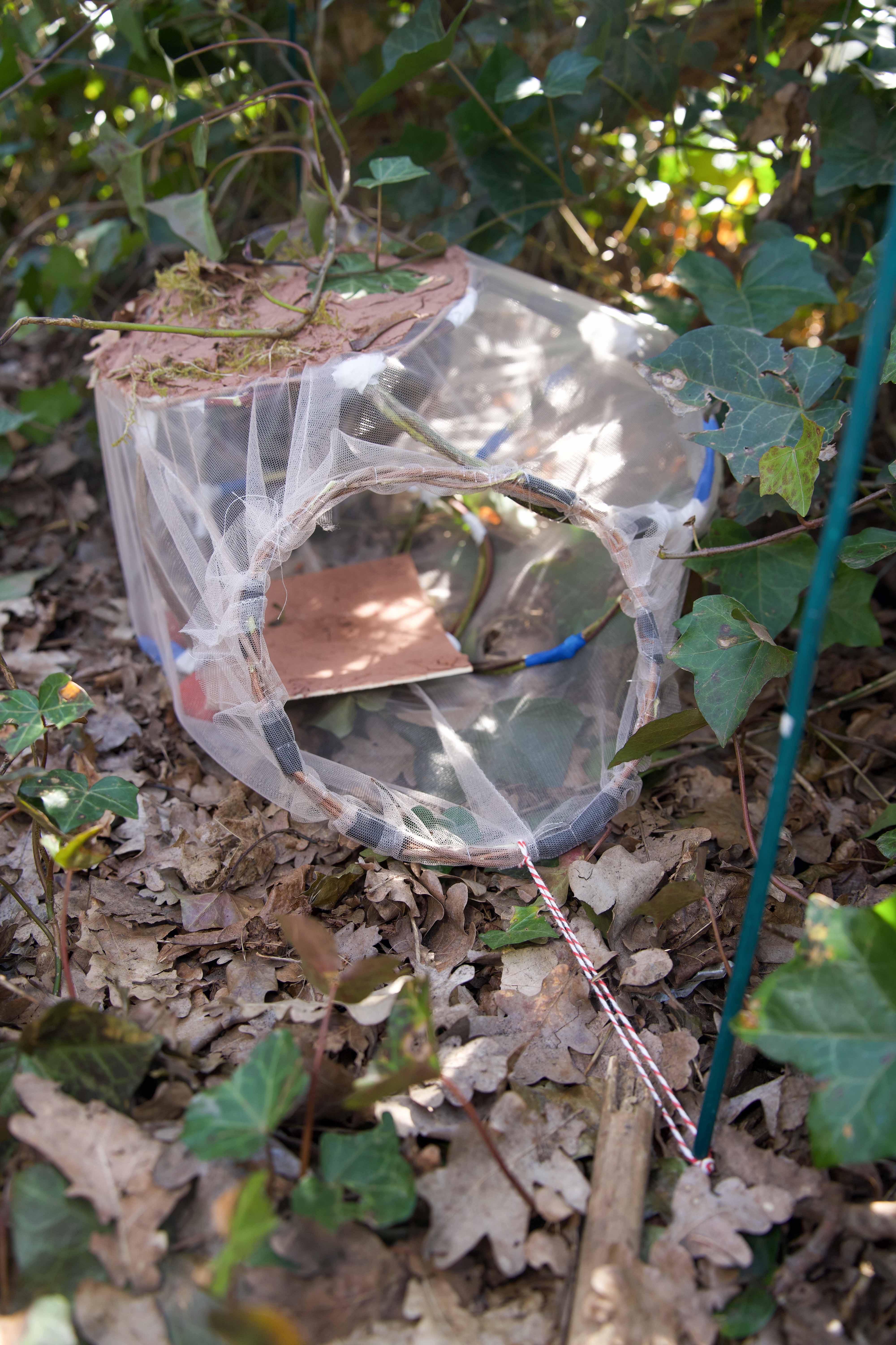 Ein transparenter Insektenfangbehälter aus Netz, umgeben von Blättern und Pflanzen.