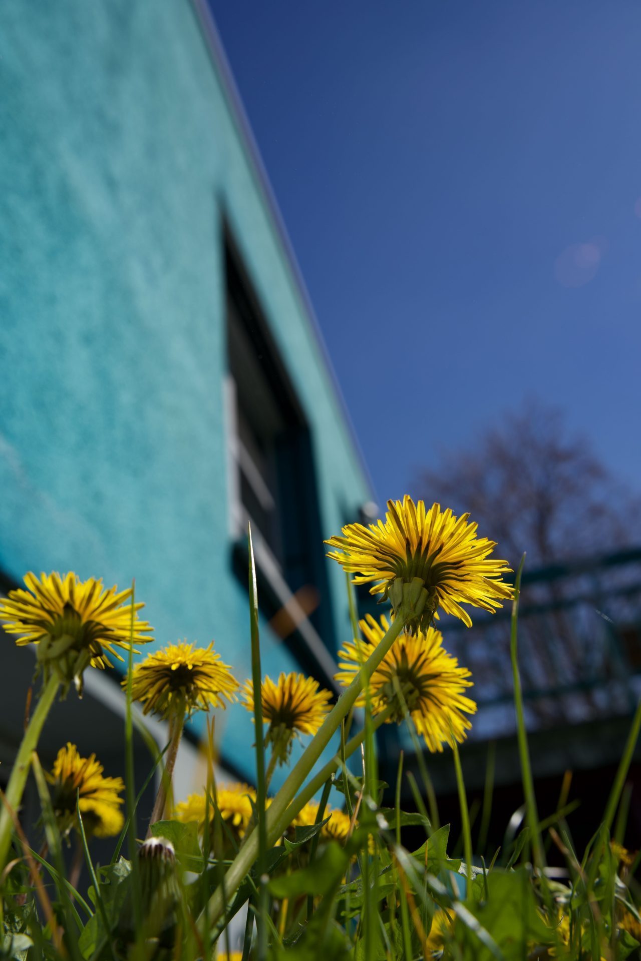 Yellow dandelion flowers in the foreground, against a turquoise wall and clear sky.