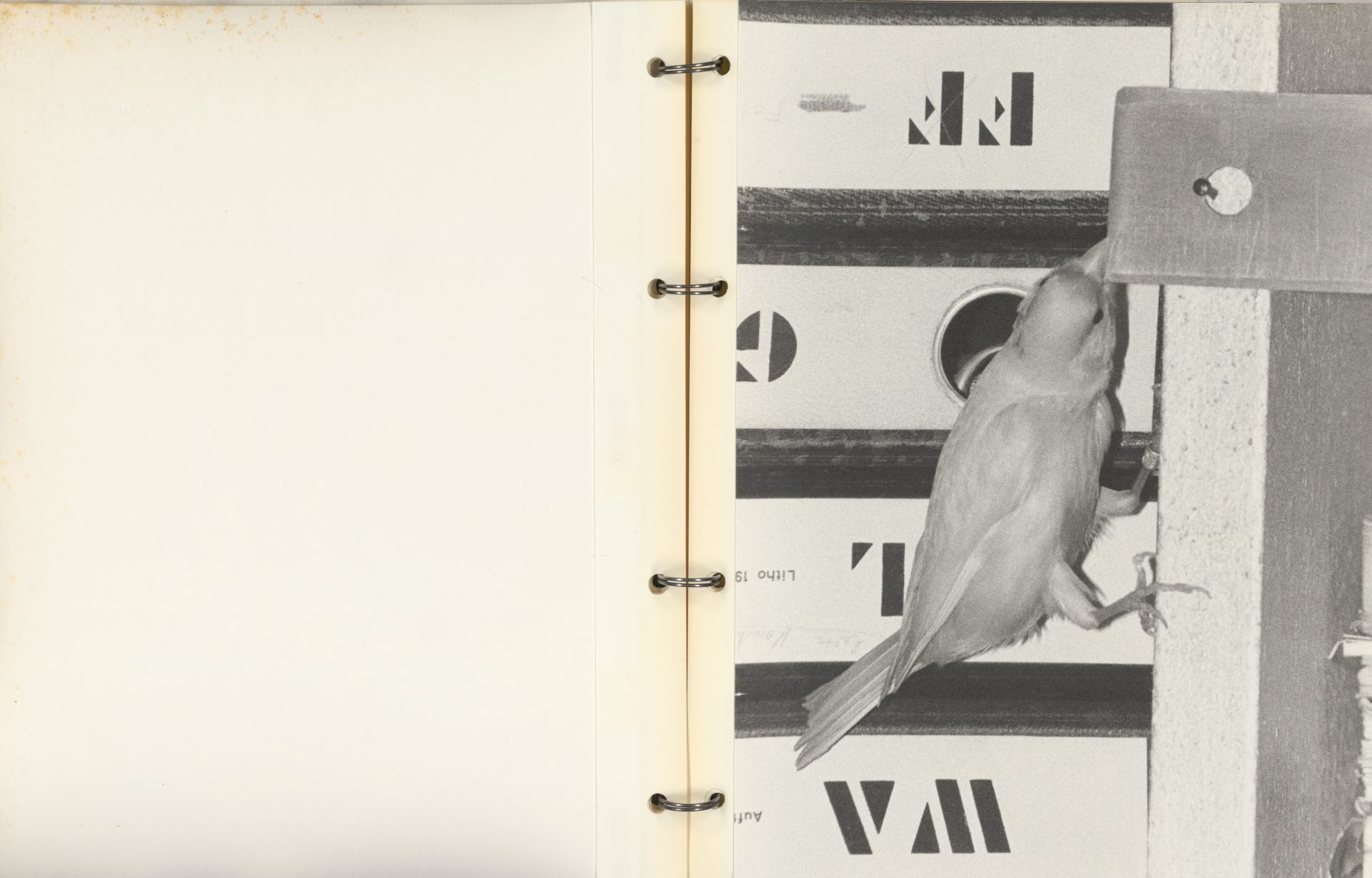 A bird examines a small hole in a wall, surrounded by a book page layout.